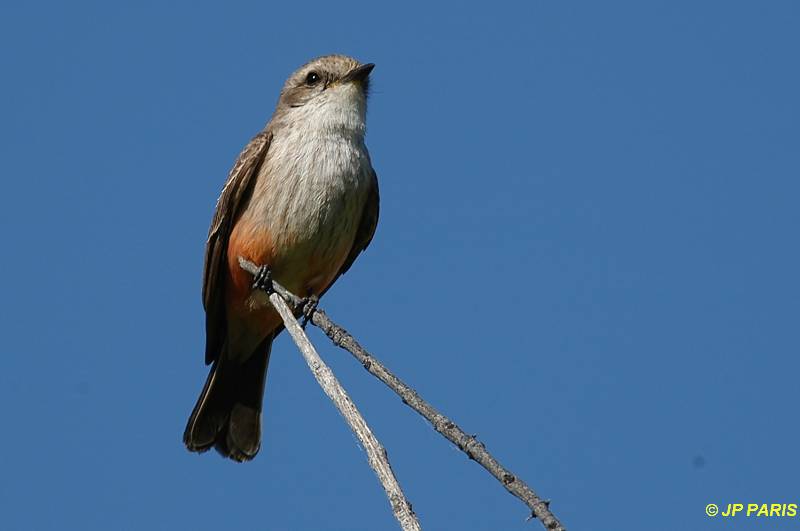 Pyrocephalus rubinus